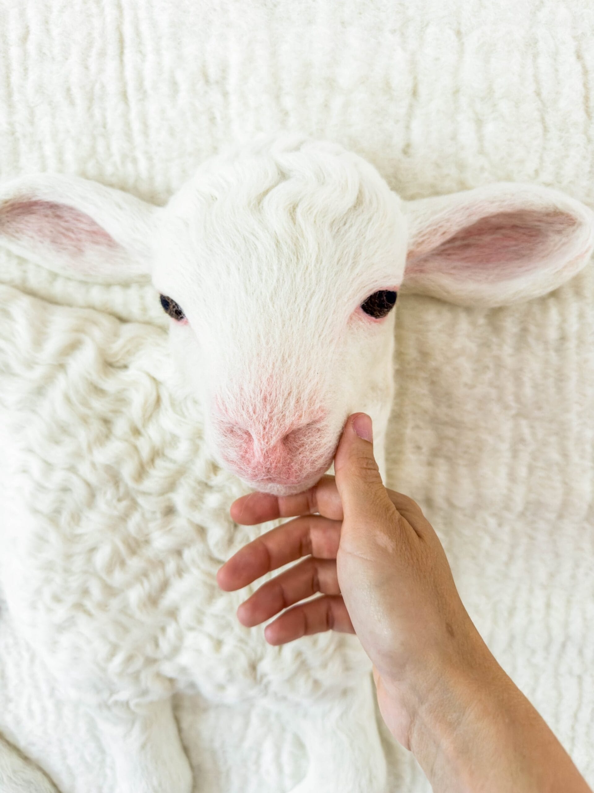 a detail photo of white hand reaching out to touch a white wool lamb sculpture on a white wool backdrop with pink ears, nose, and pink rimmed eyes