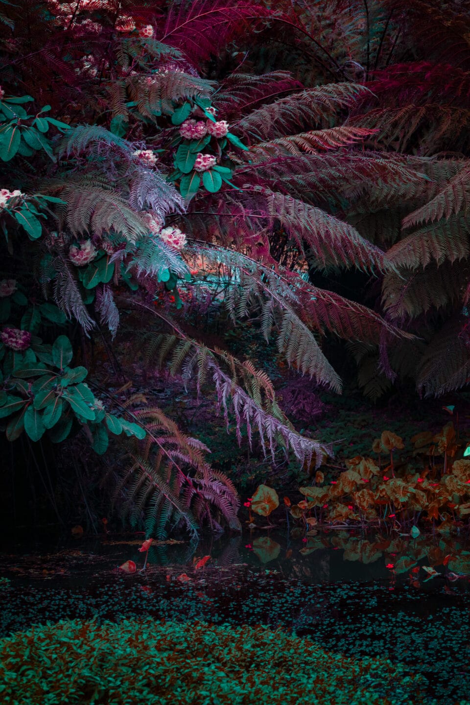 a photograph of rhododendrons in an otherworldly pink and green hues