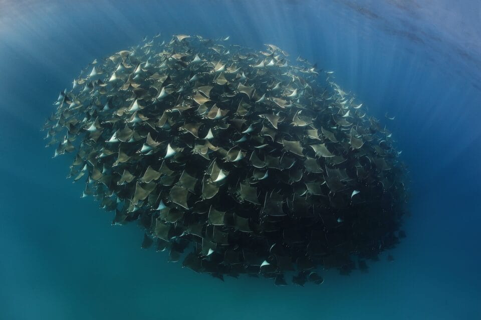 a group of manta rays in a giant ball underwater